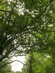 Crataegus chrysocarpa phoeniceoides