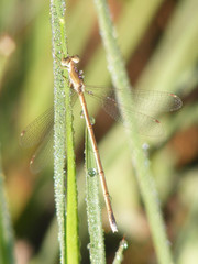 Lestes pallidus