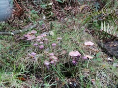 Cortinarius magellanicus