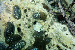 Ischnochiton australis