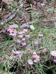 Cortinarius magellanicus