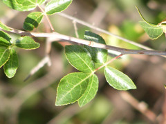 Commiphora angolensis image
