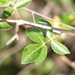Commiphora angolensis - Photo Sem direitos reservados, uploaded by Andrew Deacon