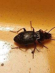 Pterostichus oblongopunctatus