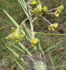Gomphocarpus tomentosus tomentosus