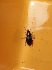 Pterostichus oblongopunctatus