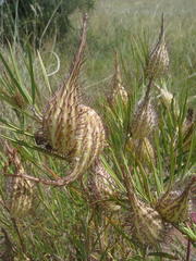 Gomphocarpus tomentosus tomentosus