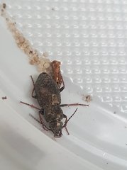 Pterostichus oblongopunctatus