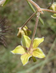 Gomphocarpus tomentosus tomentosus