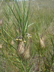 Gomphocarpus tomentosus tomentosus