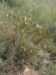 Gomphocarpus tomentosus tomentosus