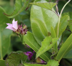 Convolvulus farinosus