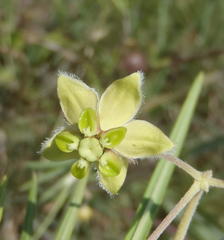 Gomphocarpus tomentosus tomentosus