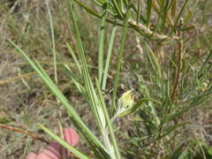 Gomphocarpus tomentosus tomentosus