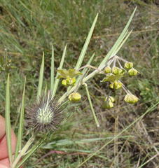 Gomphocarpus tomentosus tomentosus