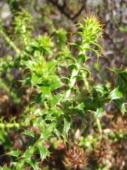 Cullumia setosa setosa