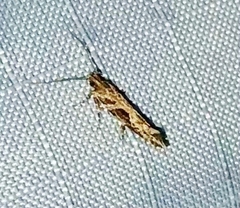 Aristotelia fungivorella