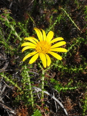 Cullumia setosa setosa