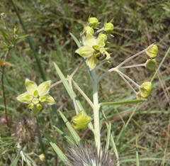 Gomphocarpus tomentosus tomentosus