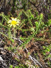 Cullumia setosa setosa