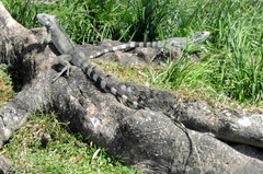 Iguana iguana