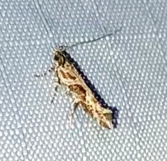Aristotelia fungivorella