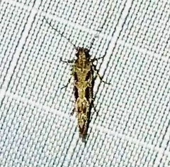 Aristotelia fungivorella