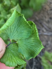 Adiantum chilense scabrum