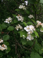 Crataegus suborbiculata
