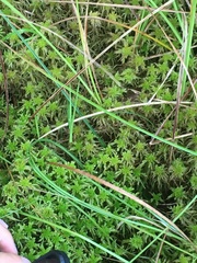 Sphagnum recurvum