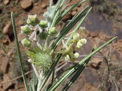 Gomphocarpus tomentosus tomentosus