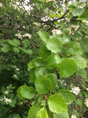 Crataegus suborbiculata