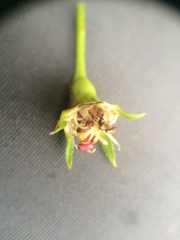 Crataegus suborbiculata