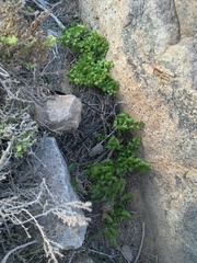 Adiantum chilense scabrum