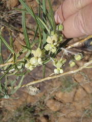 Gomphocarpus tomentosus tomentosus