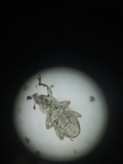 Tychius meliloti