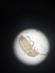 Tychius meliloti