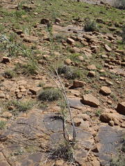 Gomphocarpus tomentosus tomentosus