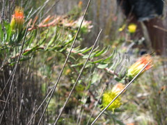 Leucospermum gracile