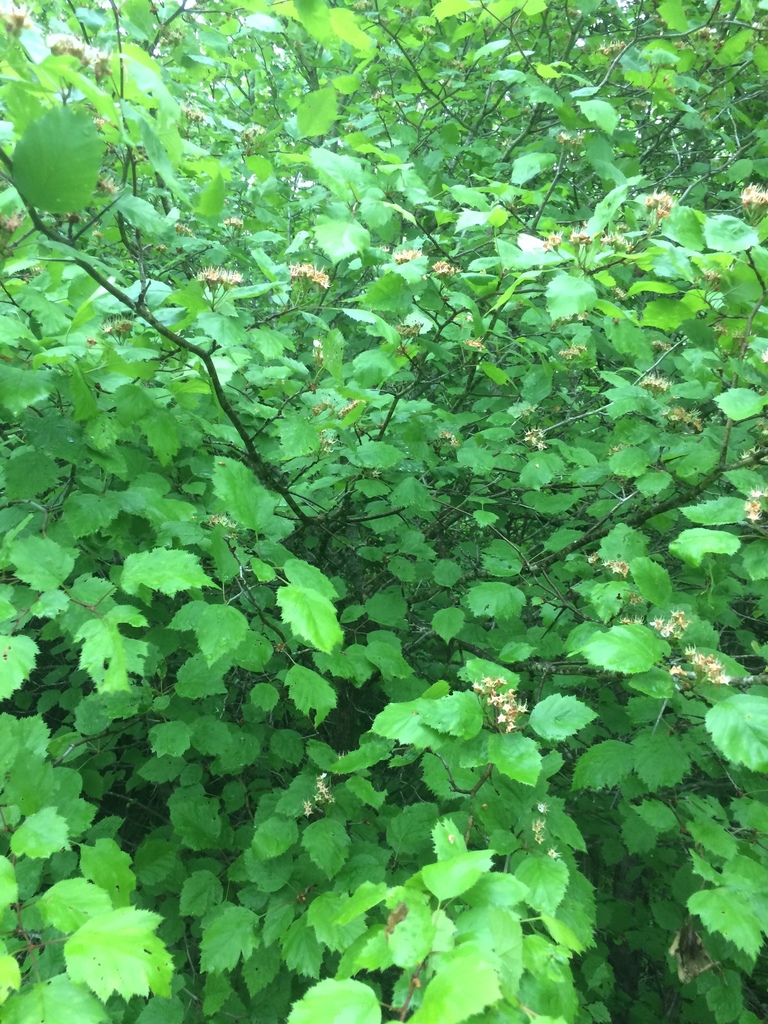Crataegus × fretalis; photograph Étienne Lacroix-Carignan, CC0, iNaturalist via GBIF