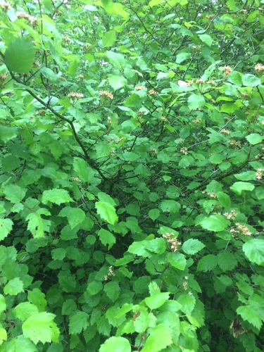 Crataegus fretalis