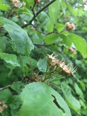 Étienne Lacroix-Carignan, CC0, iNaturalist via GBIF Crataegus × fretalis, photograph Étienne Lacroix-Carignan, CC0, iNaturalist via GBIF