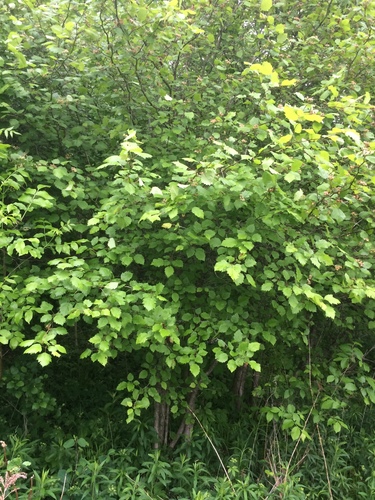 Crataegus × fretalis, photograph 4