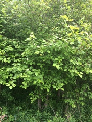 Étienne Lacroix-Carignan, CC0, iNaturalist via GBIF Crataegus × fretalis, photograph Étienne Lacroix-Carignan, CC0, iNaturalist via GBIF