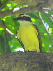 Pitangus sulphuratus