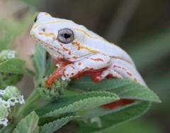 Hyperolius marmoratus taeniatus