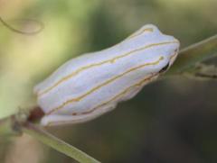 Hyperolius marmoratus taeniatus