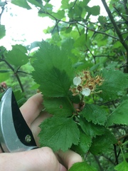 Crataegus canadensis