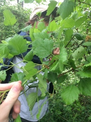 Crataegus canadensis