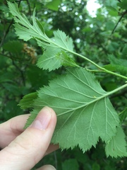Crataegus canadensis